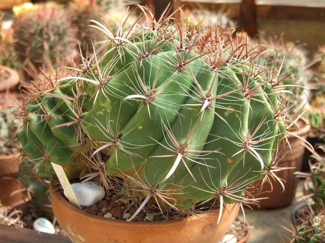 Ferocactus townsendianus v. santa-maria 