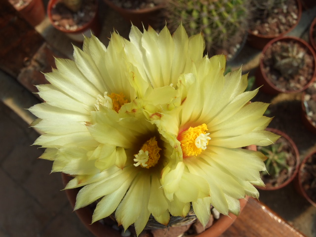 Coryphantha radians 