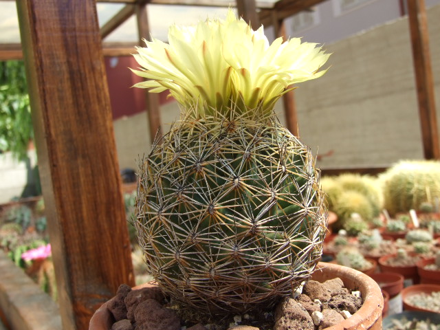 Coryphantha radians 