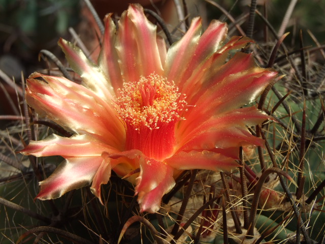 Ferocactus wislizeni 