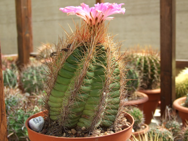 Thelocactus bicolor v. tricolor 
