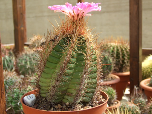 Thelocactus bicolor v. tricolor 