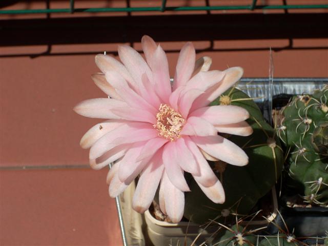 Gymnocalycium horstii 