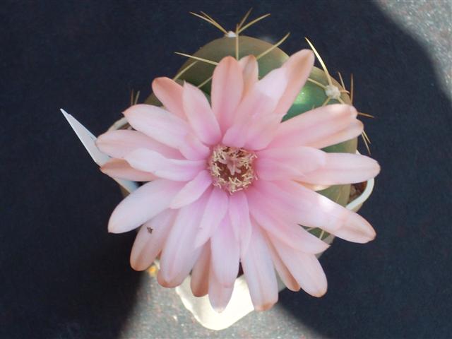 Gymnocalycium horstii 