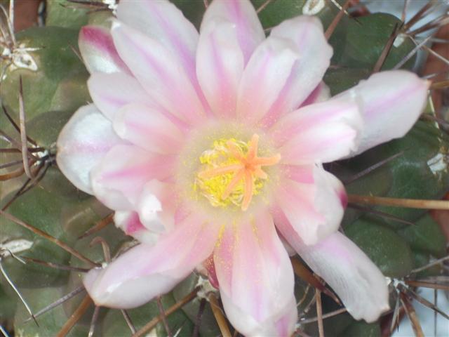 Thelocactus tulensis 