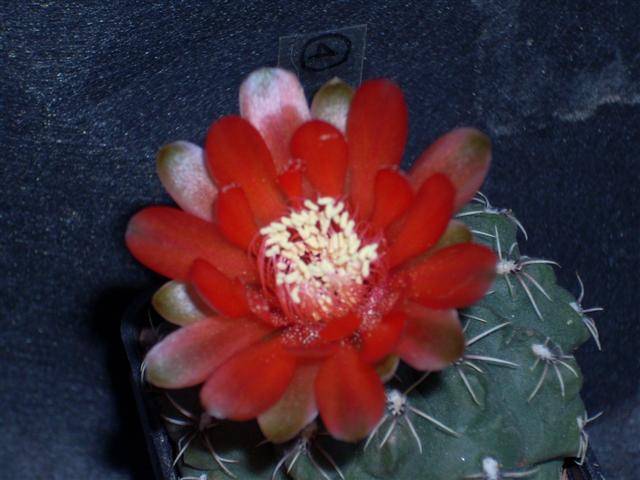 Gymnocalycium baldianum 