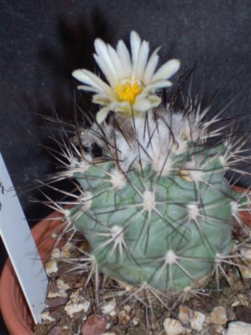 Gymnocactus gielsdorfianus 
