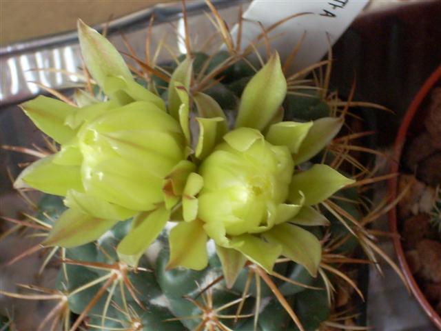 Coryphantha andreae 