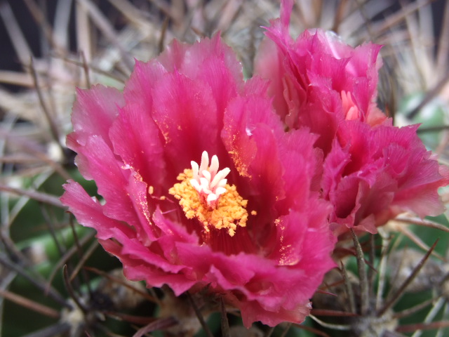 Ferocactus fordii 