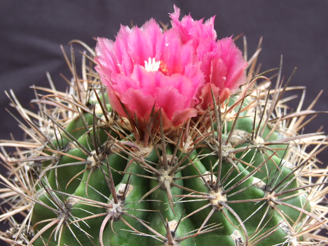 Ferocactus fordii 