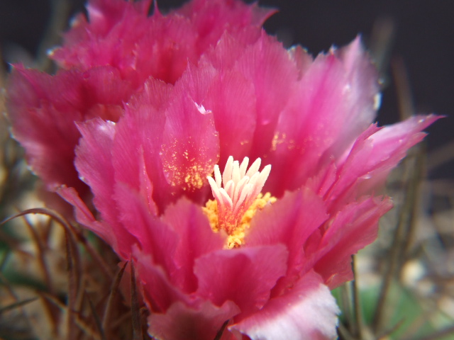 Ferocactus fordii 