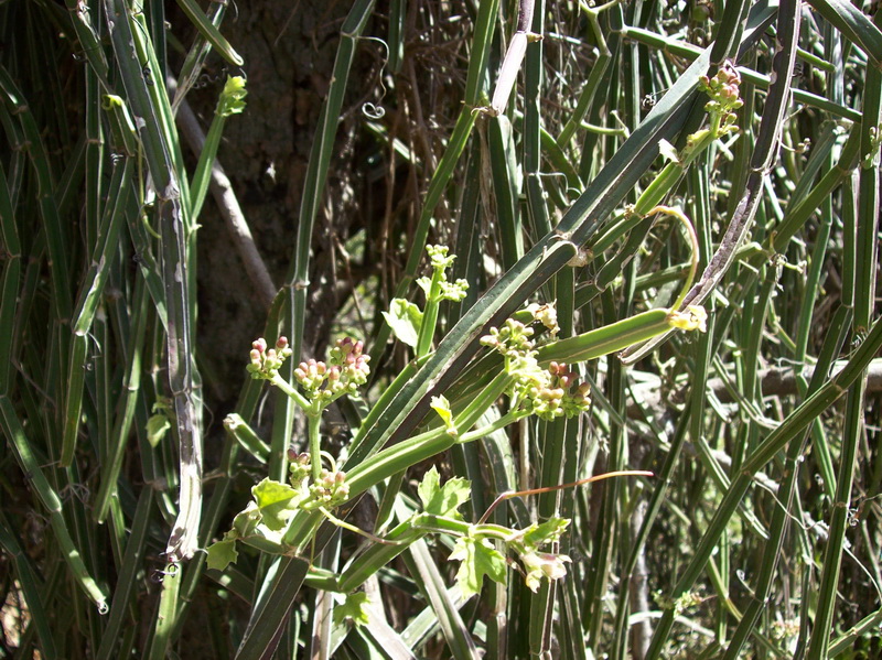 Cissus quadrangularis 