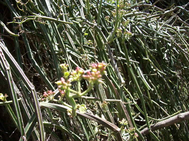 Cissus quadrangularis 