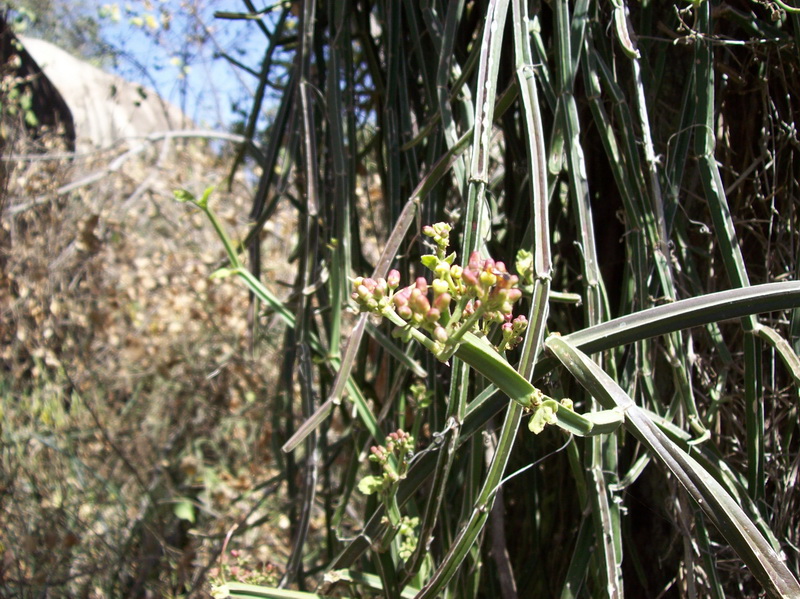 Cissus quadrangularis 