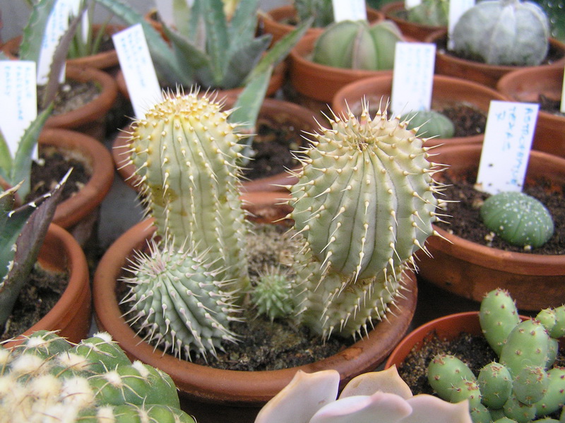 Hoodia gordonii 