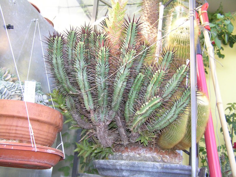 Euphorbia enopla 