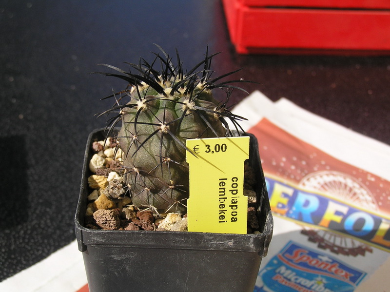 Copiapoa calderana 