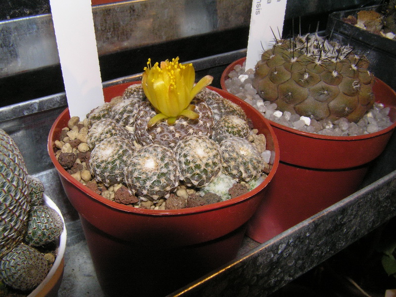 Copiapoa hypogaea ssp. laui 