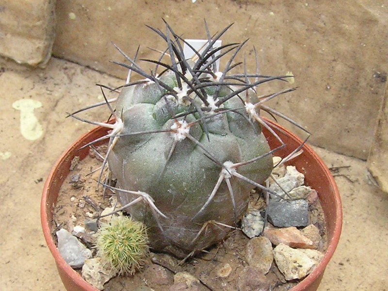 copiapoa coquimbana v. pendulina