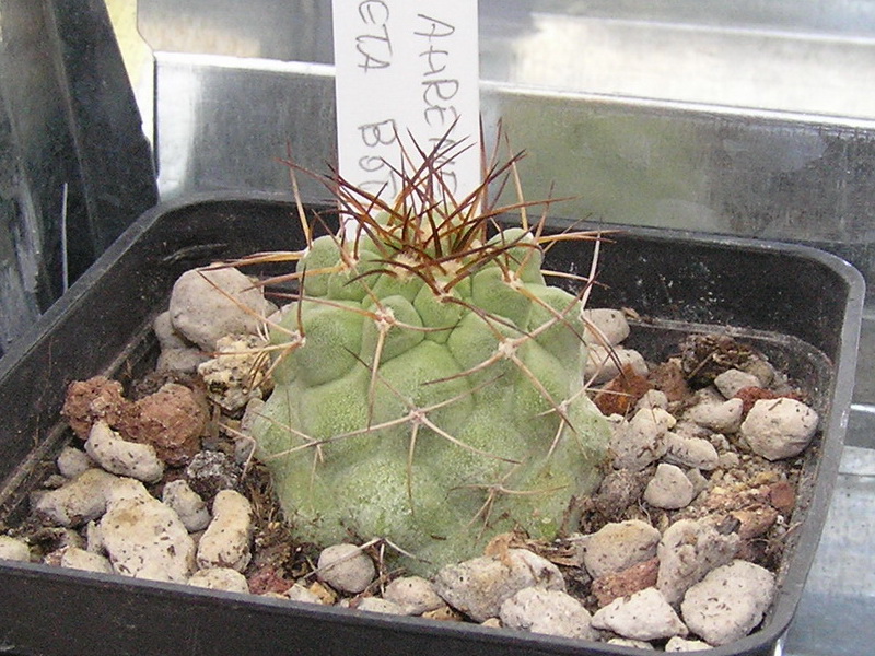 Copiapoa ahremephiana 