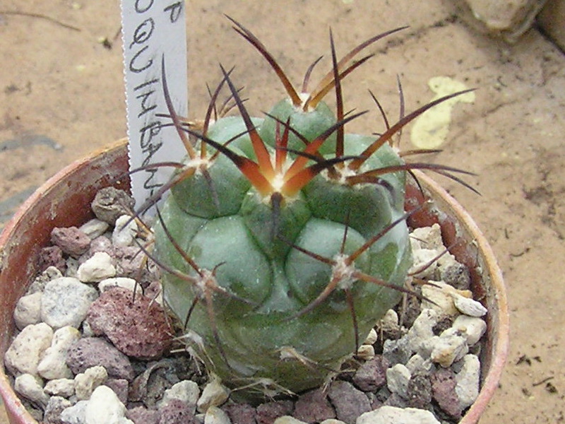 Copiapoa coquimbana 