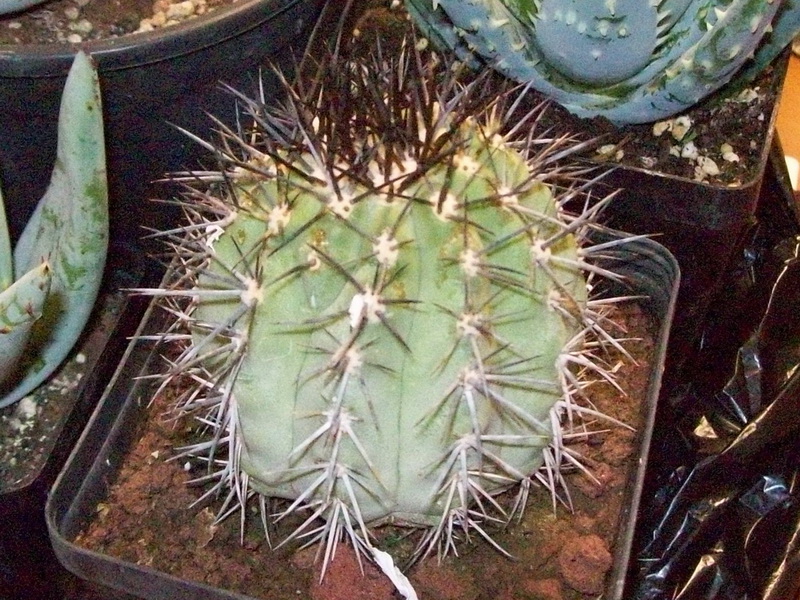 Copiapoa calderana 