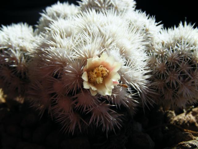 Mammillaria gracilis cv. arizona snowcap 