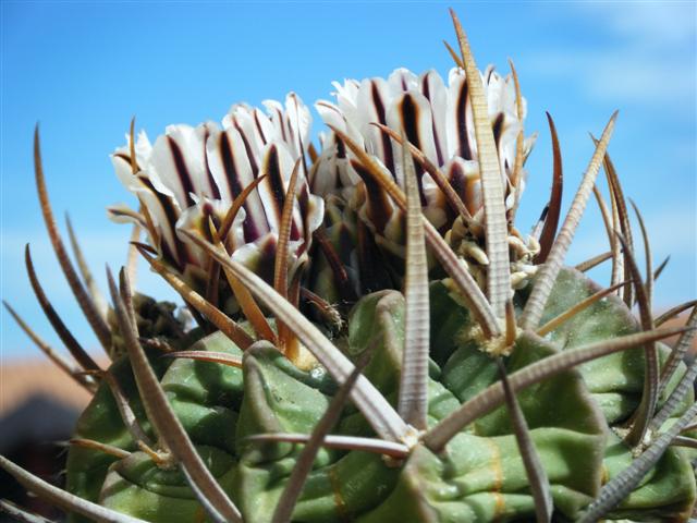 Echinofossulocactus coptonogonus SB 13