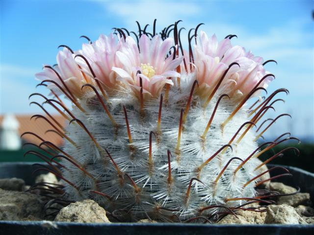 Mammillaria perezdelarosae 