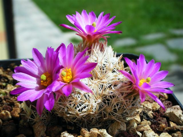 Escobaria nellieae 