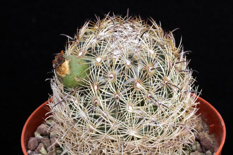 Coryphantha palmeri PAN 281