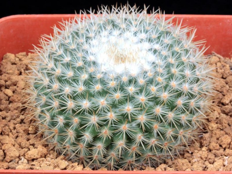 Mammillaria albilanata ssp. oaxacana 