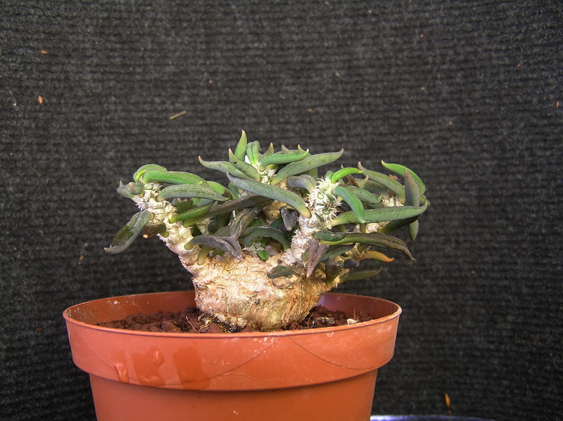 Euphorbia cylindrifolia ssp. tuberìfera 