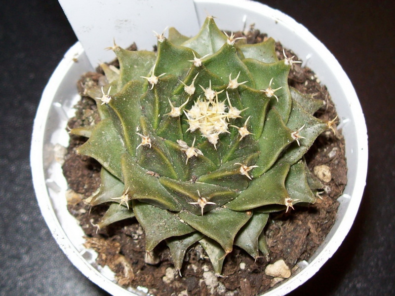 Obregonia denegrii 