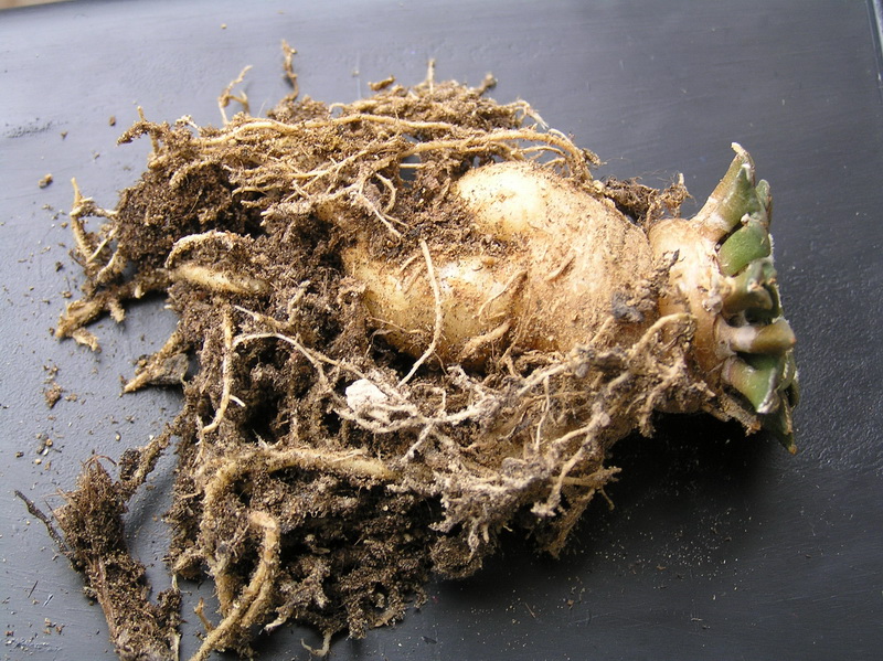 Ariocarpus kotschoubeyanus 