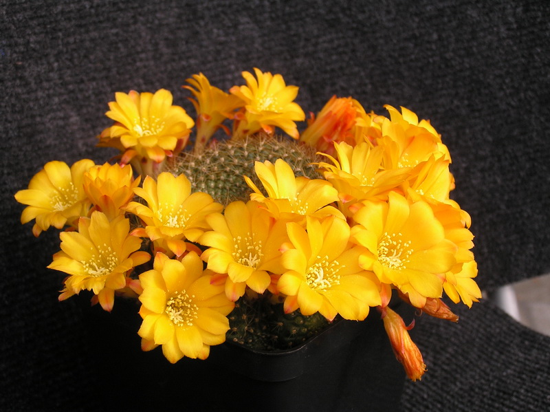 Rebutia marsoneri 