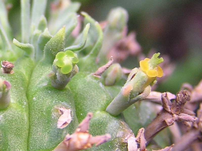 Euphorbia stellispina 