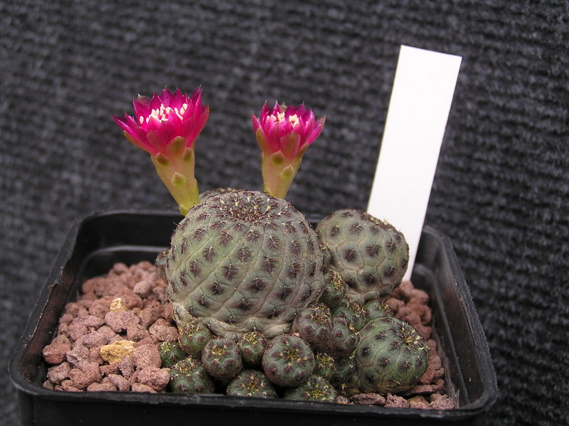 Sulcorebutia rauschii v. violacidermis 