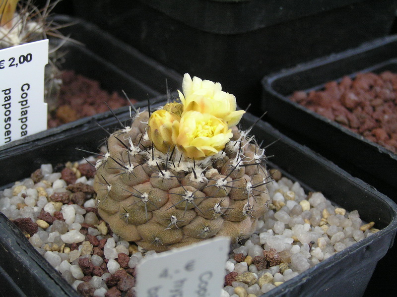 Copiapoa hypogaea v. barquitensis 