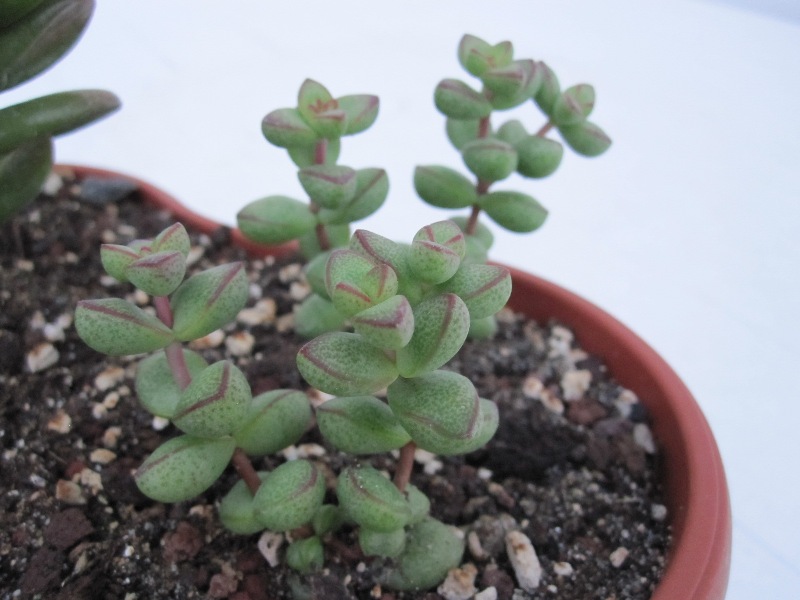 crassula commutata?  2