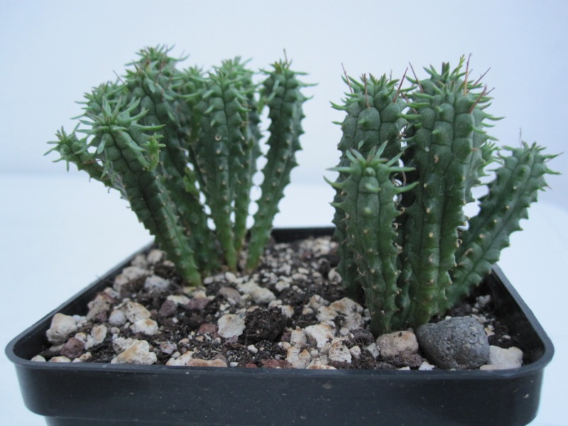 euphorbia submammillaris?  1