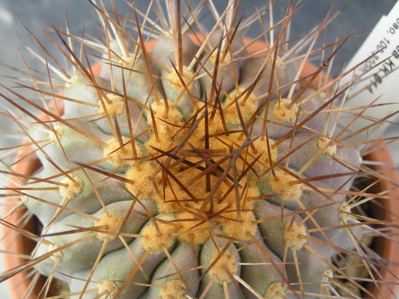 Copiapoa cinerea ssp. gigantea KK614