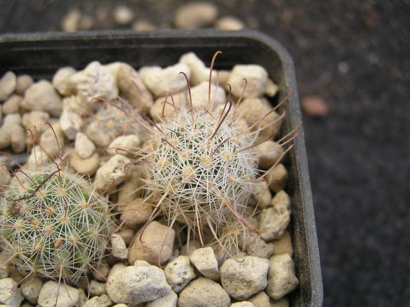 Mammillaria grahamii 