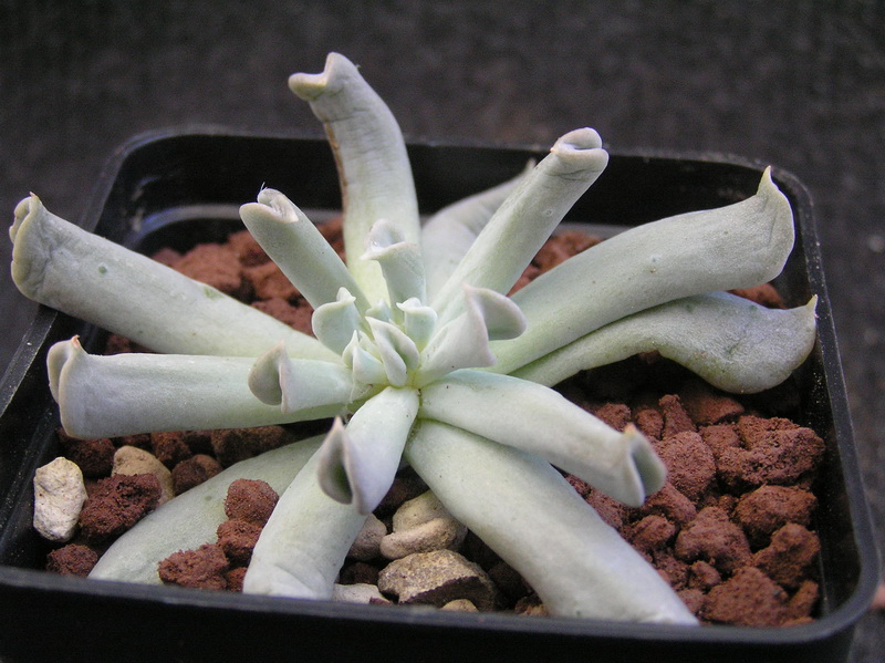 Echeveria runyonii cv. Topsy-Turvy 