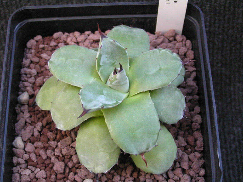 Agave parryi v. patonii 