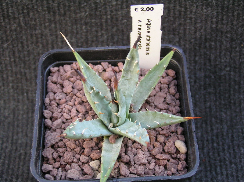 Agave utahensis v. nevadensis 