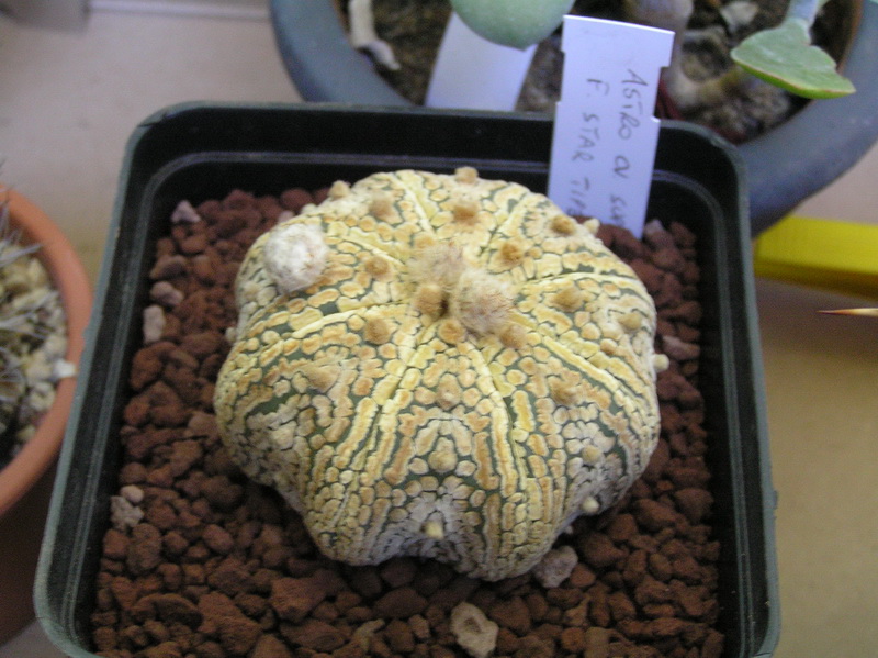 Astrophytum asterias cv. super kabuto star shape 