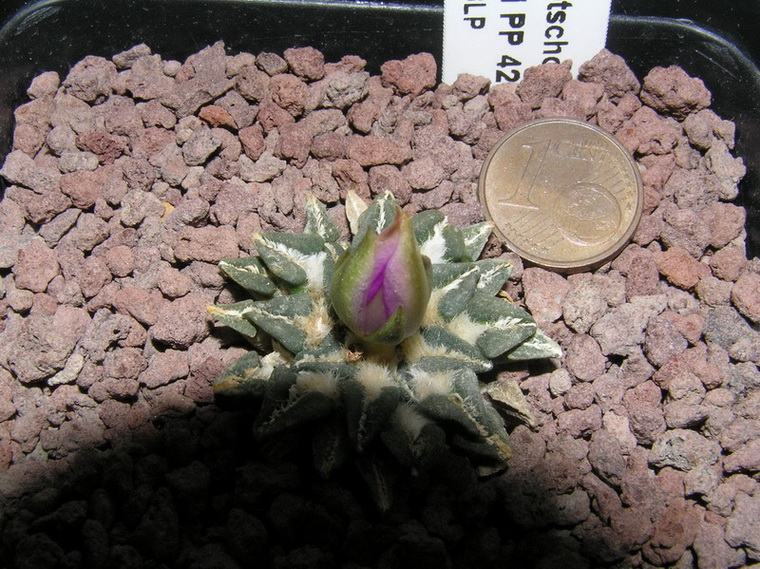 Ariocarpus kotschoubeyanus ssp. sladkovskyi PP 423