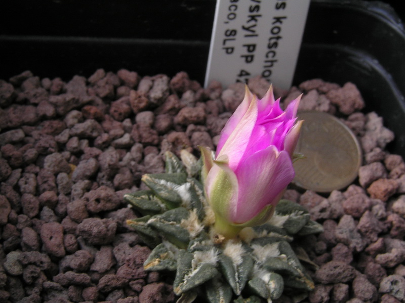 Ariocarpus kotschoubeyanus ssp. sladkovskyi PP 423