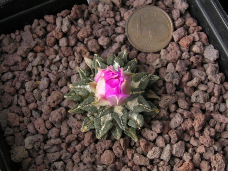 Ariocarpus kotschoubeyanus ssp. sladkovskyi PP 423